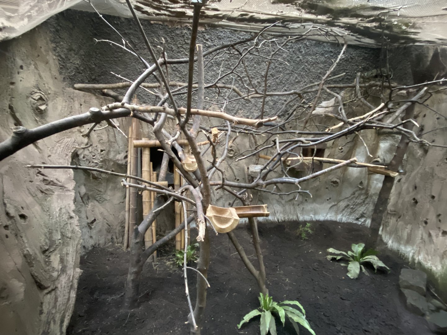 Elephants of the Asian Forest - Northern Luzon cloud rat exhibit 241123