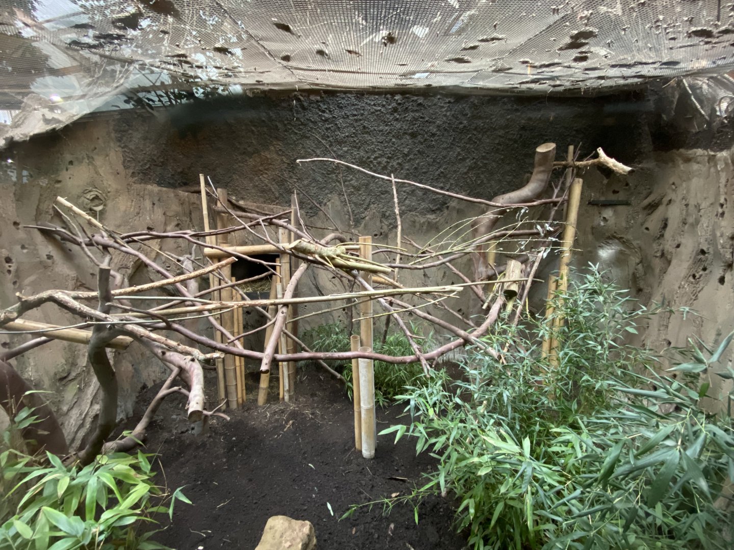 Elephants of the Asian forest - Northern Luzon giant cloud rat exhibit 181021