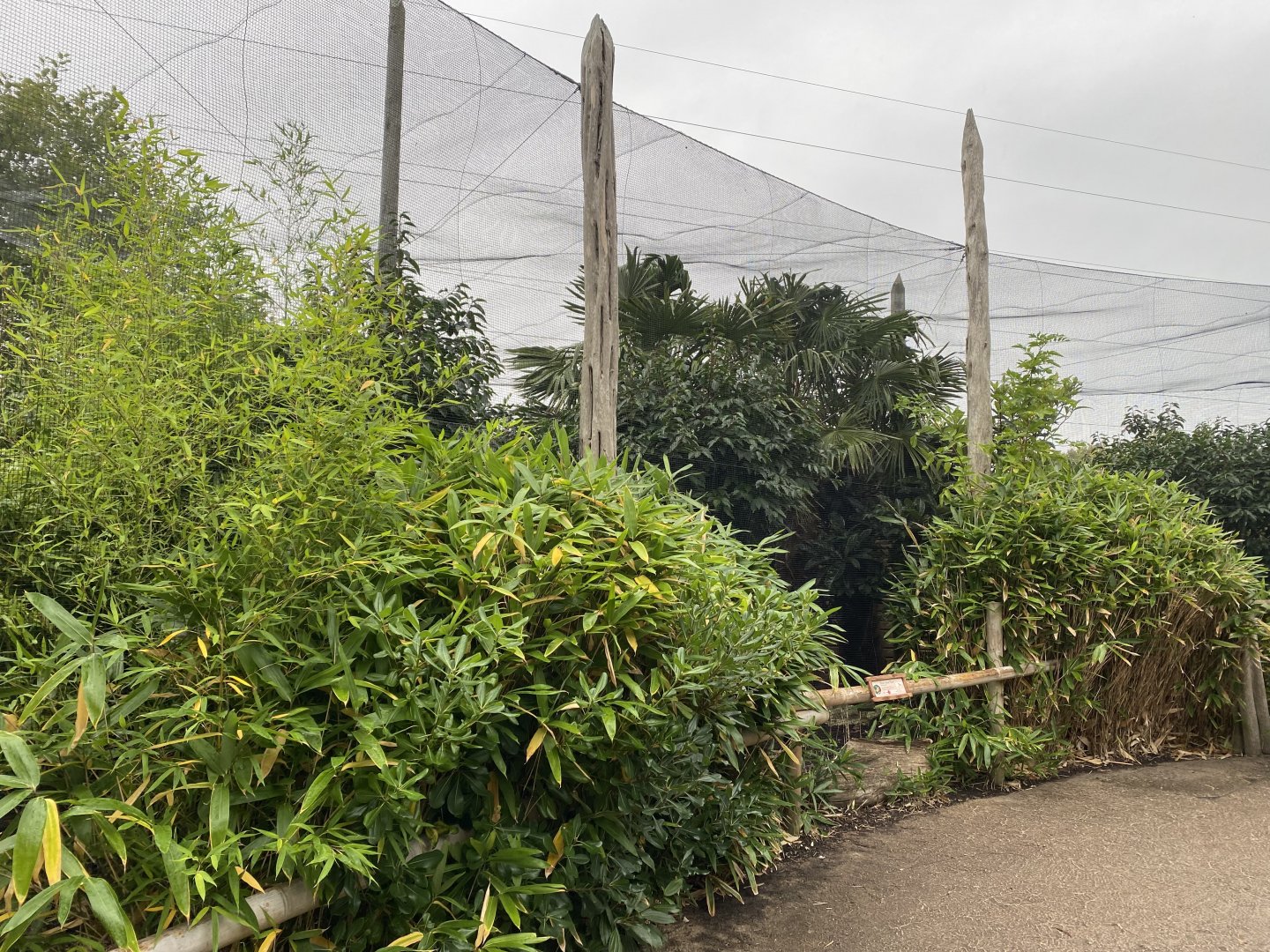 Elephants of the Asian Forest - Outdoor Aviary 181021