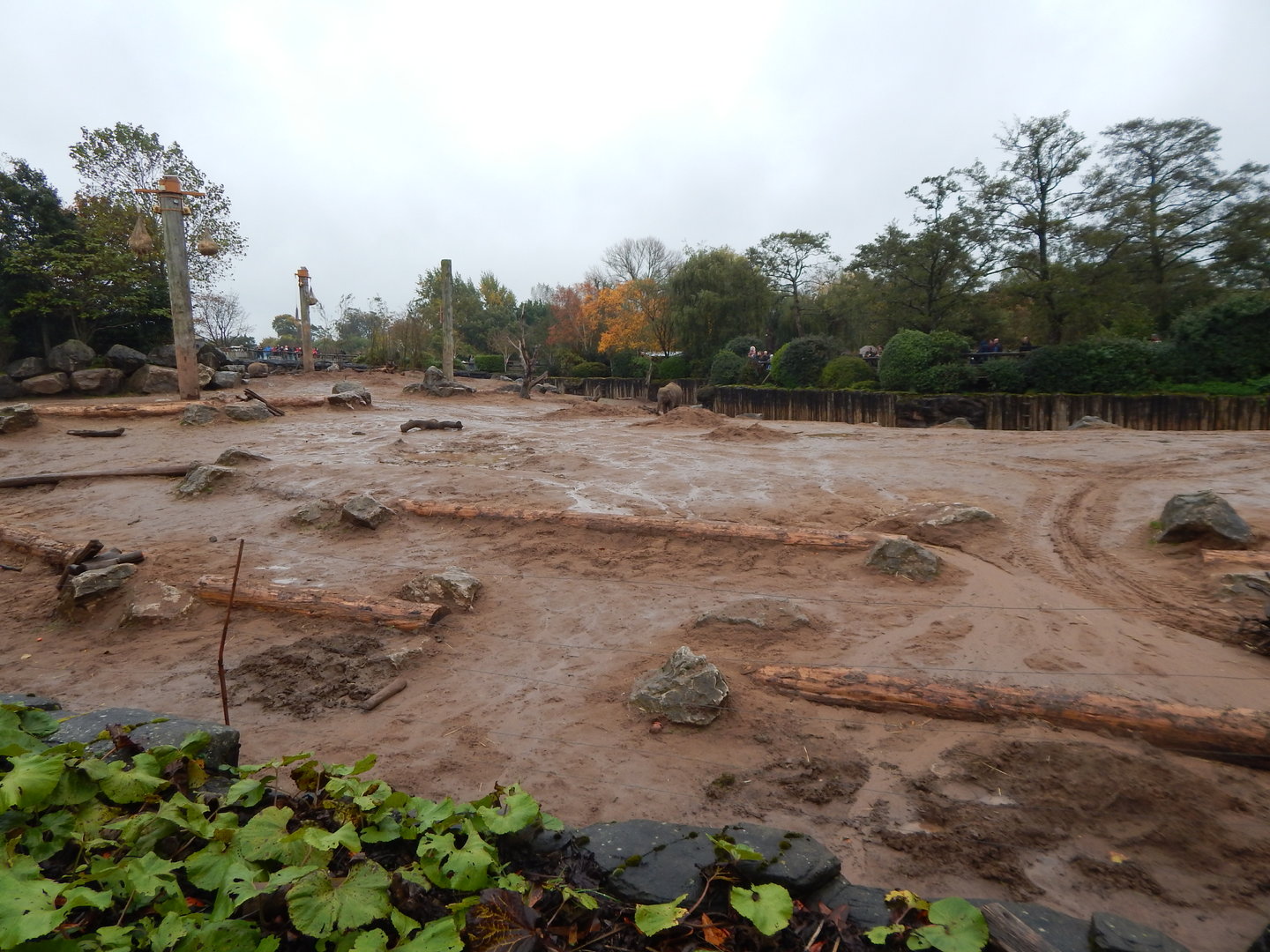 Elephants of the Asian Forest - Outdoor exhibit 221022