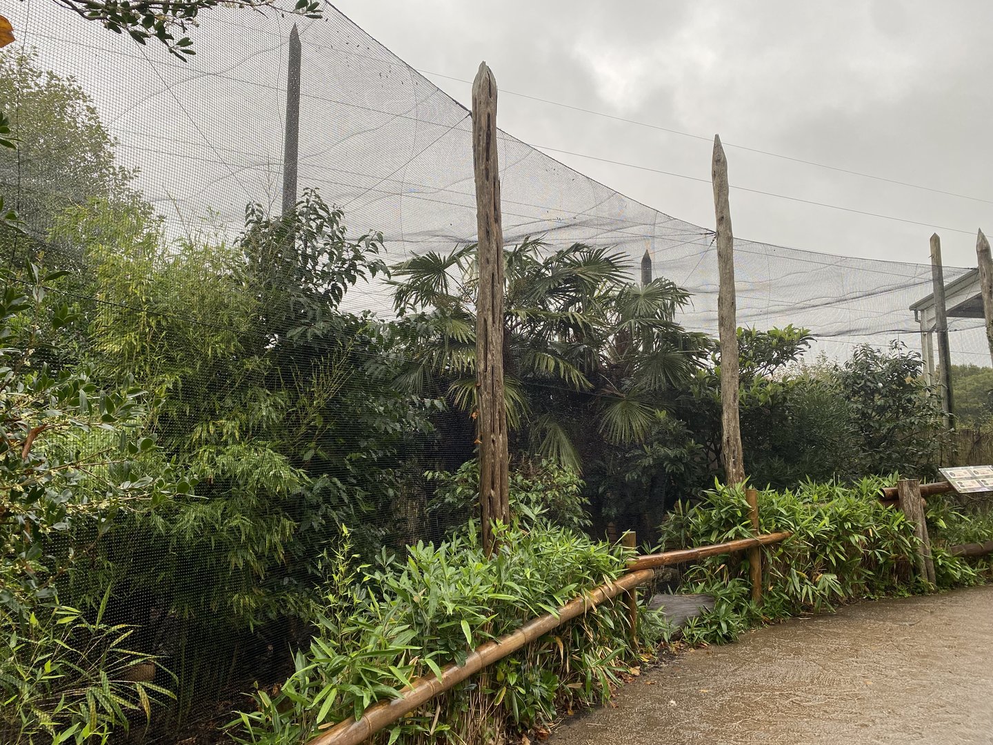 Elephants of the Asian Forest - Outdoor mixed aviary 221022