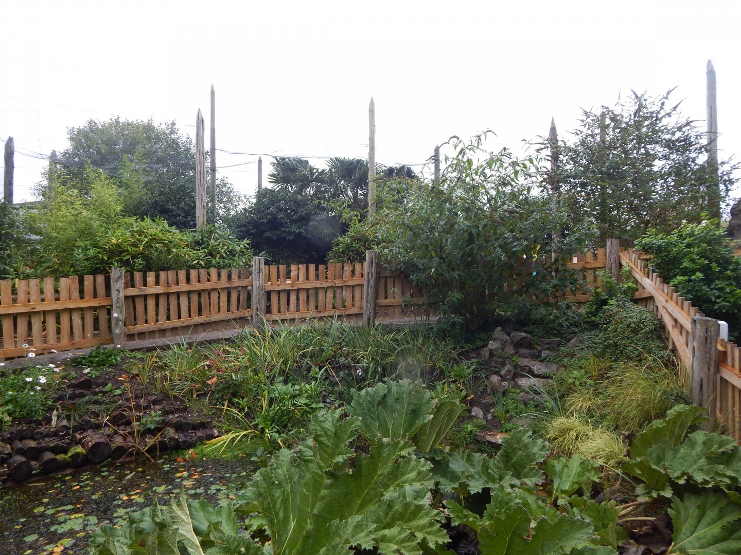 Elephants of the Asian forest - outdoors 181021