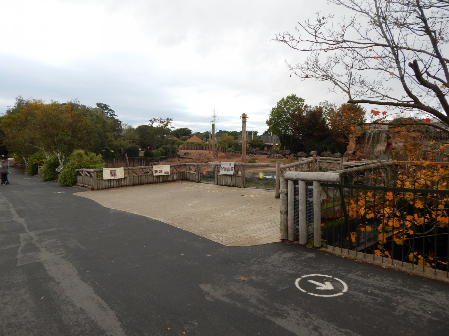 Elephants of the Asian Forest outdoors 181021