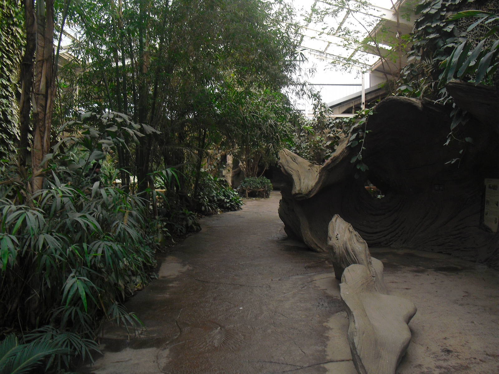 Elephants of the Asian Forest, Pathway - 16/02/2011