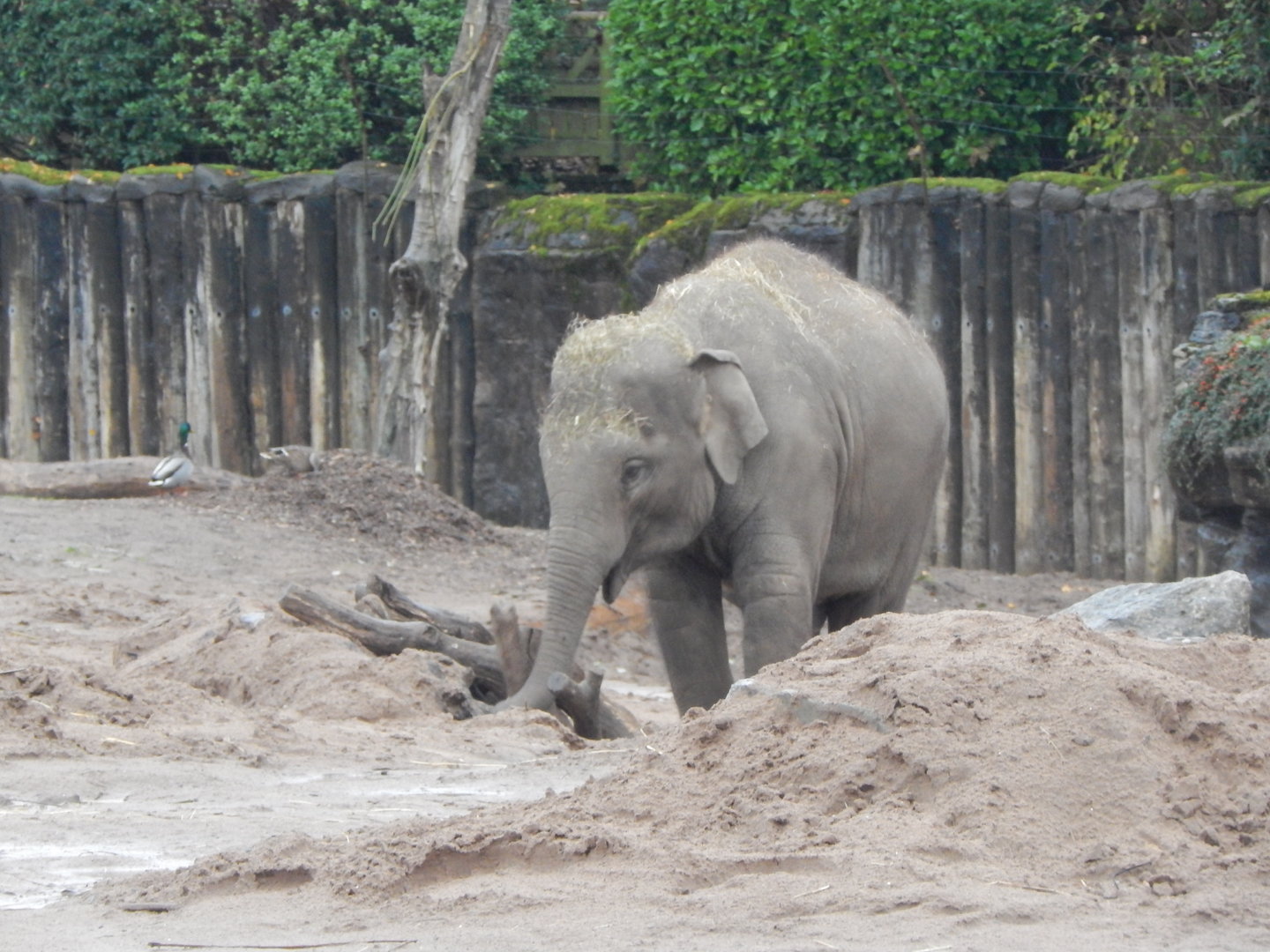 Elephants of the Asian Forest - South-east Asian elephant juvenile 221022