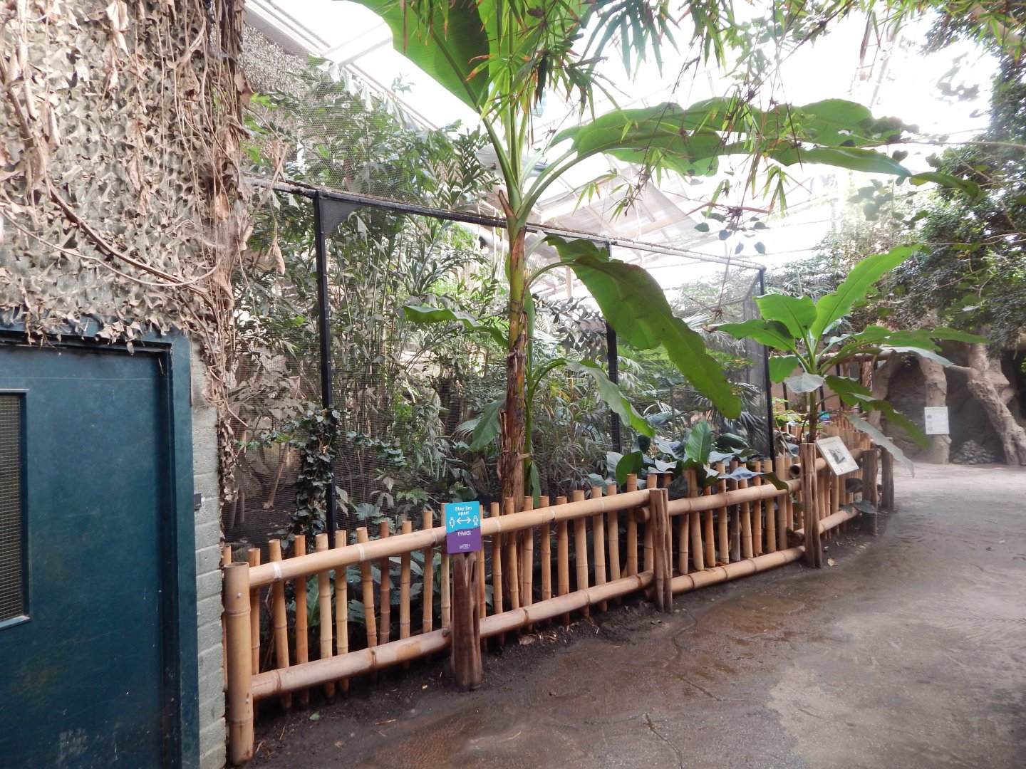 Elephants of the Asian Forest - Sunda wrinkled hornbill aviary 081020