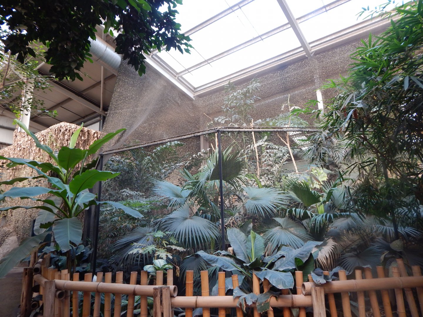 Elephants of the Asian Forest - Sunda wrinkled hornbill aviary 081020