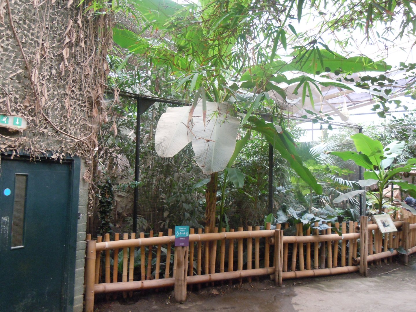 Elephants of the Asian Forest - Sunda wrinkled hornbill aviary 110920