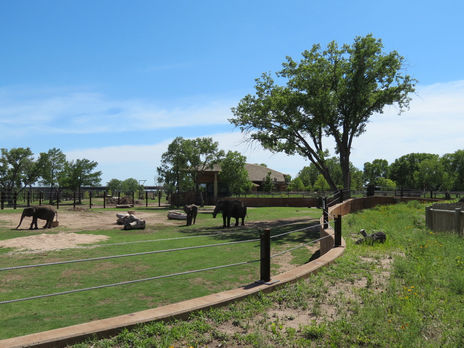 Elephants of the Zambezi River Valley - Yard 1
