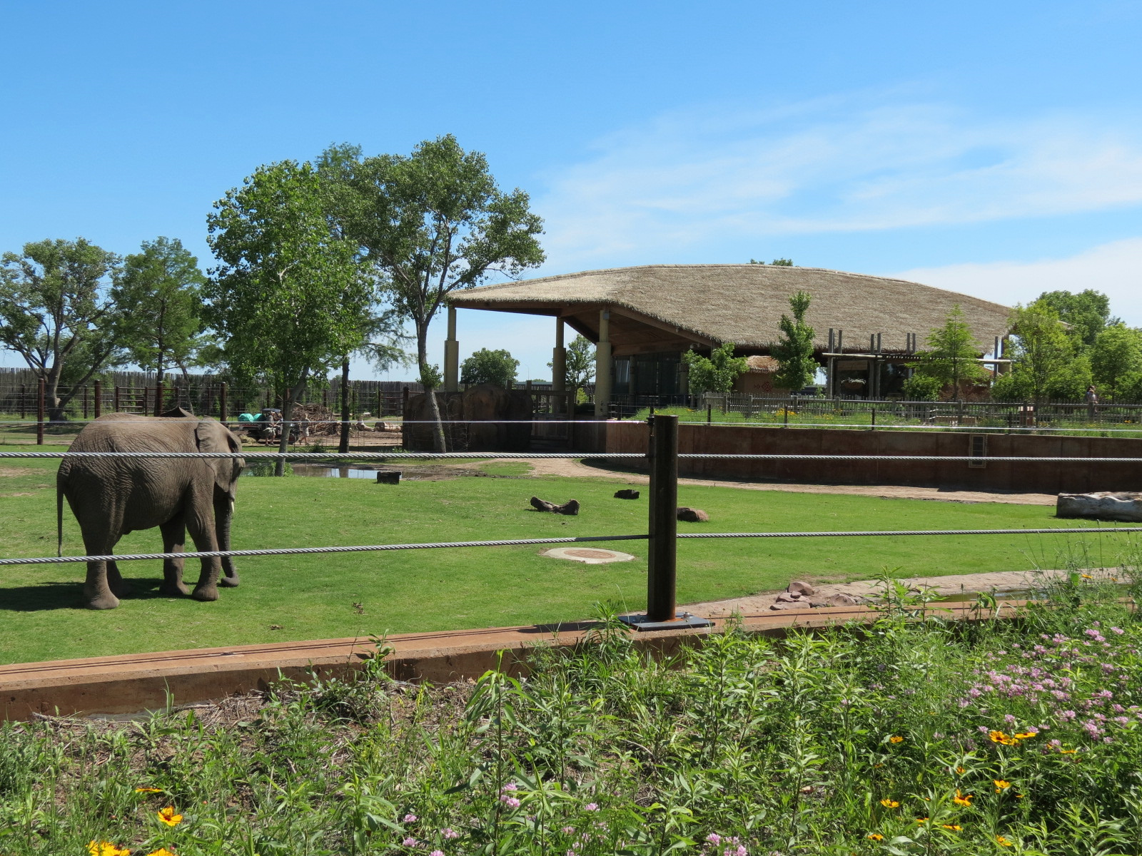 Elephants of the Zambezi River Valley - Yard 1