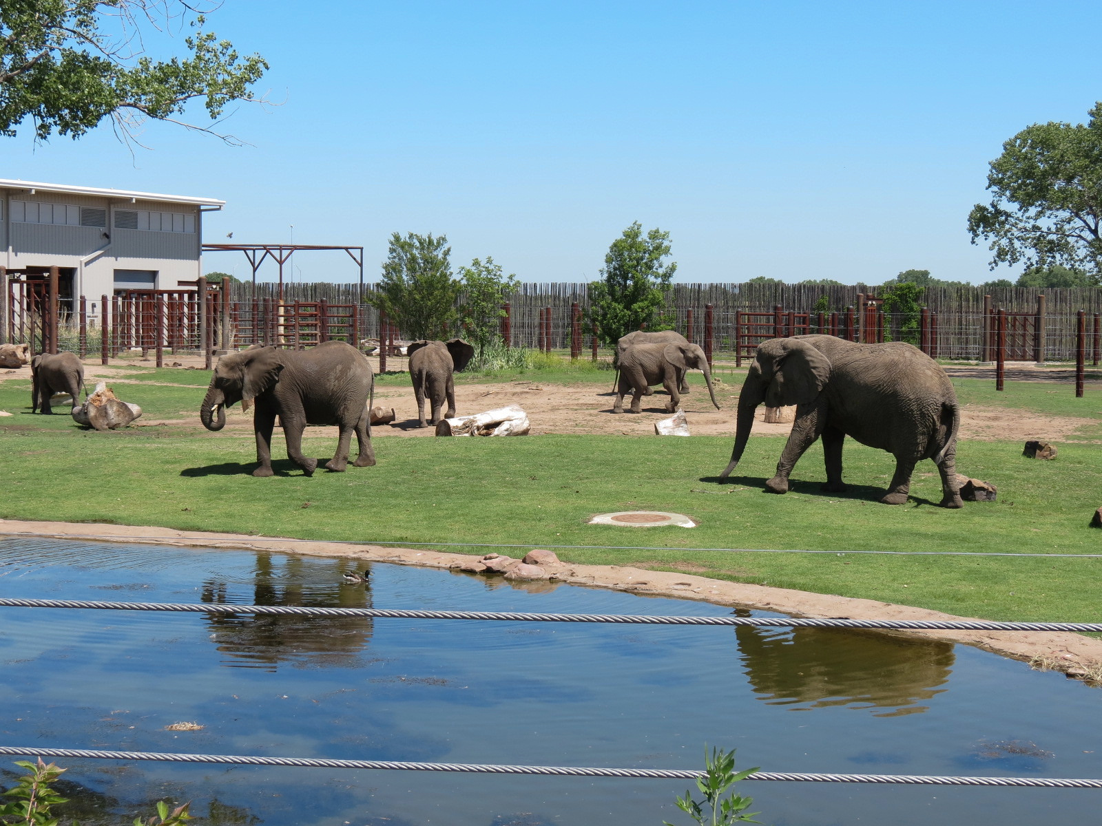 Elephants of the Zambezi River Valley - Yard 1