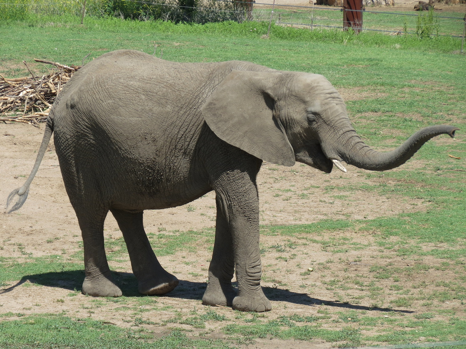 Elephants of the Zambezi River Valley - Yard 1