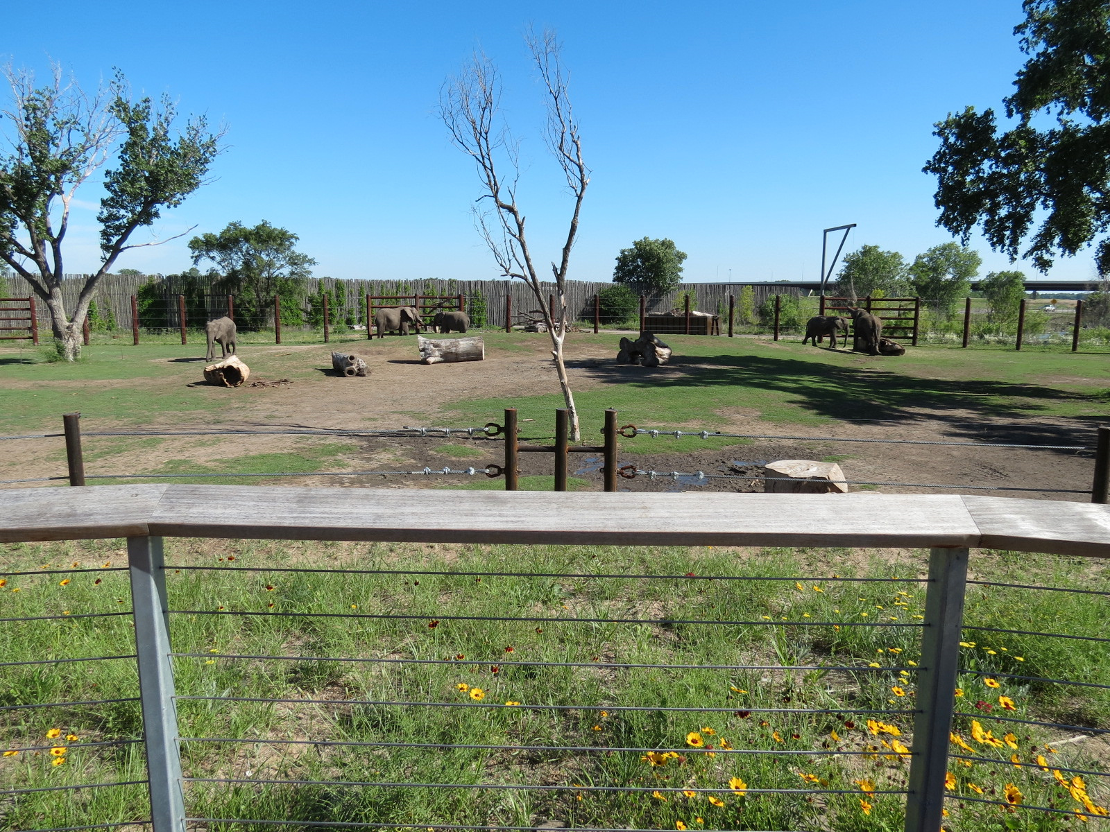 Elephants of the Zambezi River Valley - Yard 2