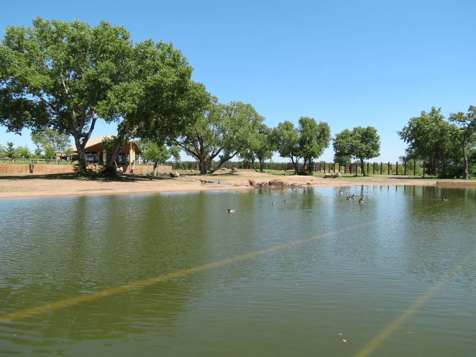 Elephants of the Zambezi River Valley - Yard 2