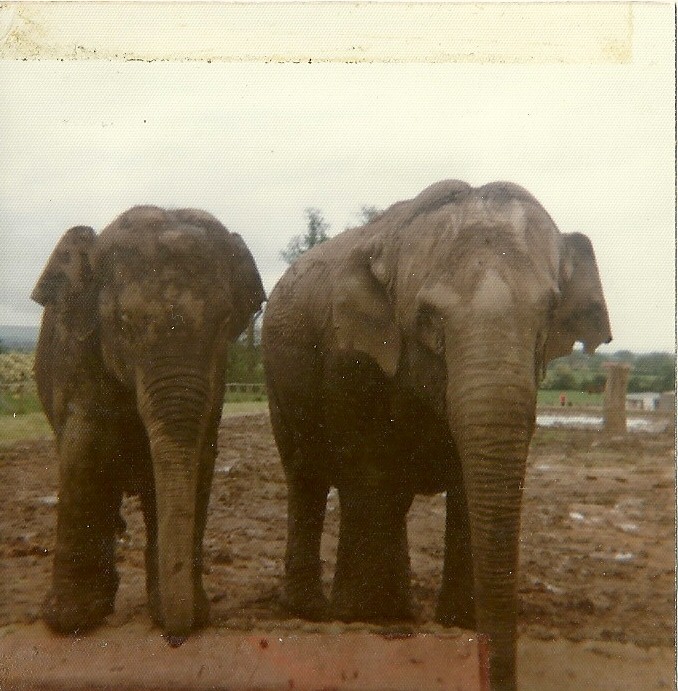 Elephants on a damp day 1976
