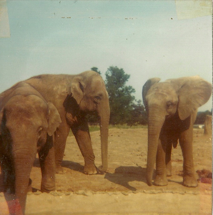 Elephants on a sunny (heatwave?) day 1976