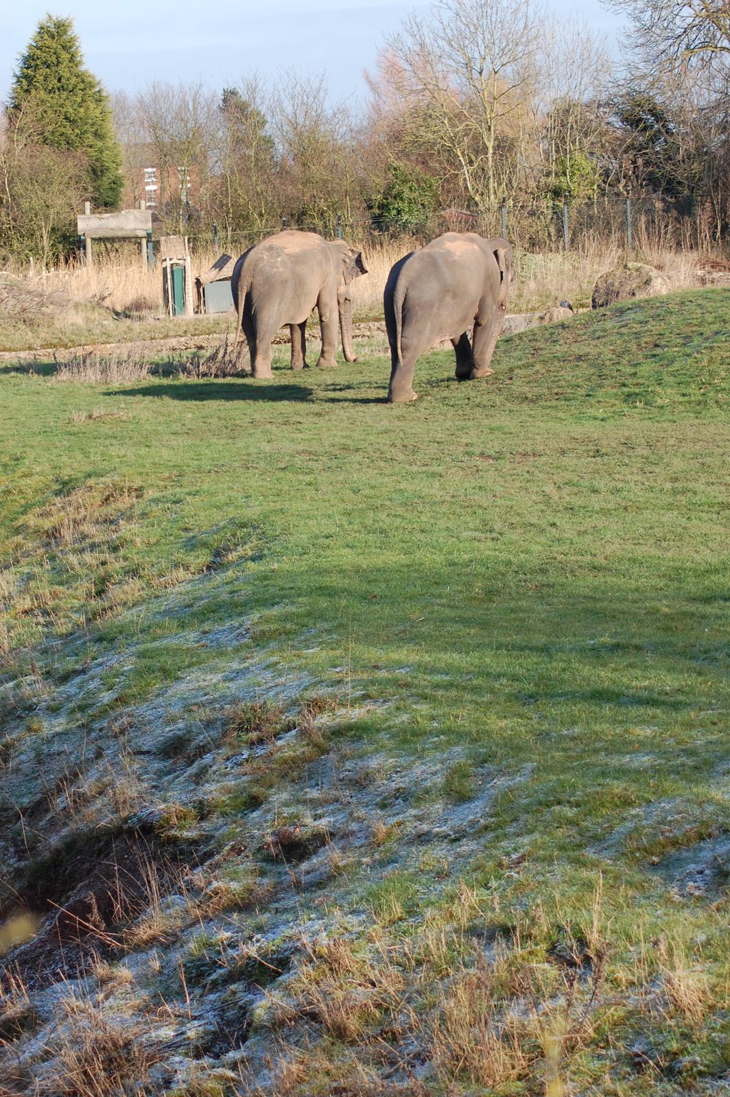 Elephants on Grass Paddock