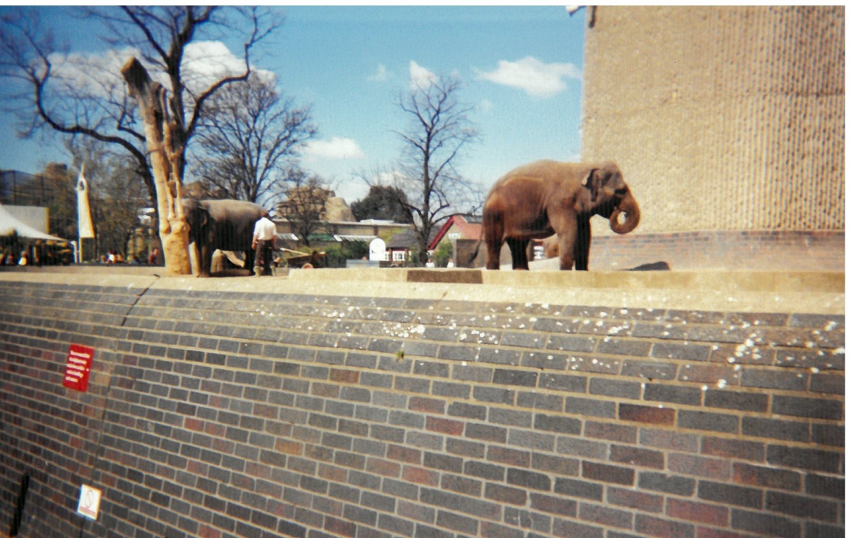 Elephants on the Cassons - Scanned pic early 90's