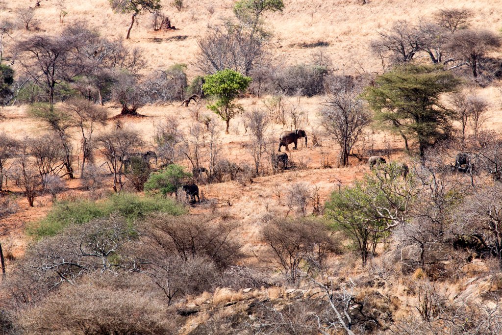 Elephants on the plain below, seen from the dining room