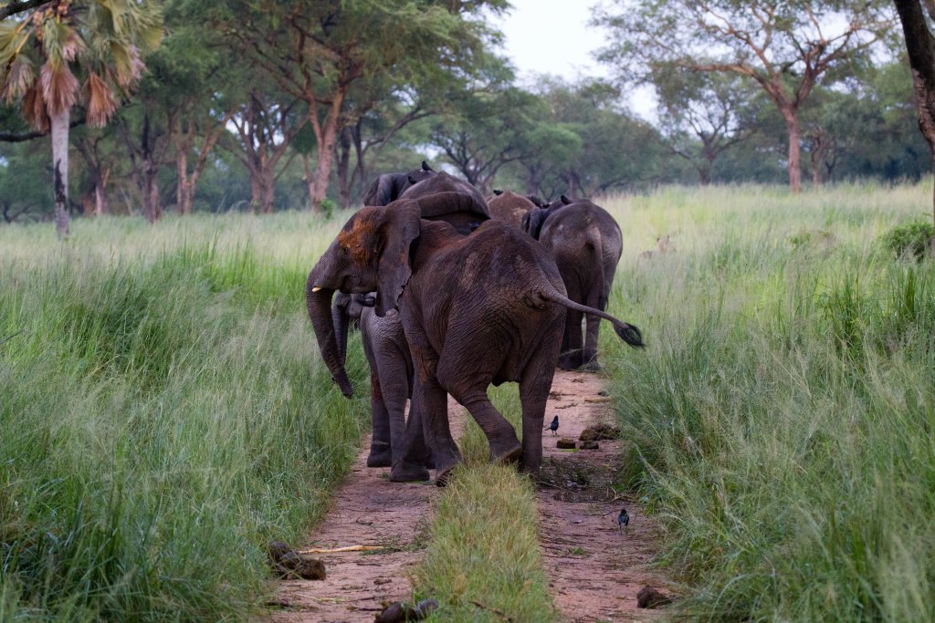 Elephants on the road
