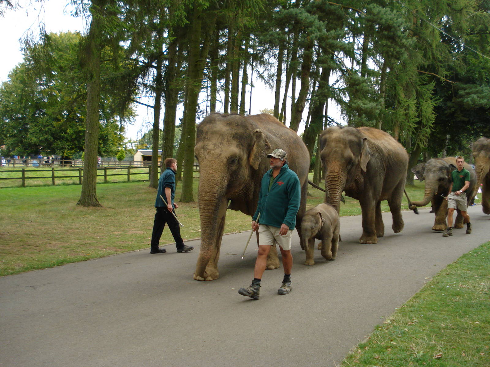 Elephants on their walk