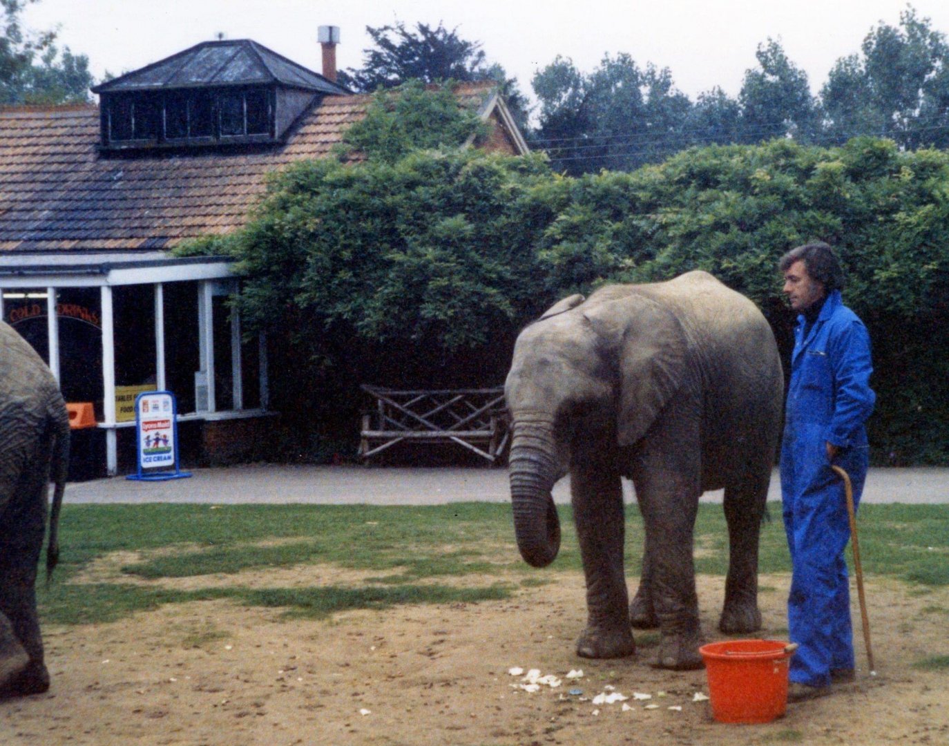 Elephants outside the cafe area (1986)