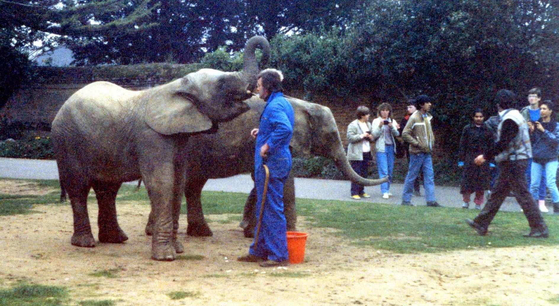 Elephants outside the cafe area (1986)