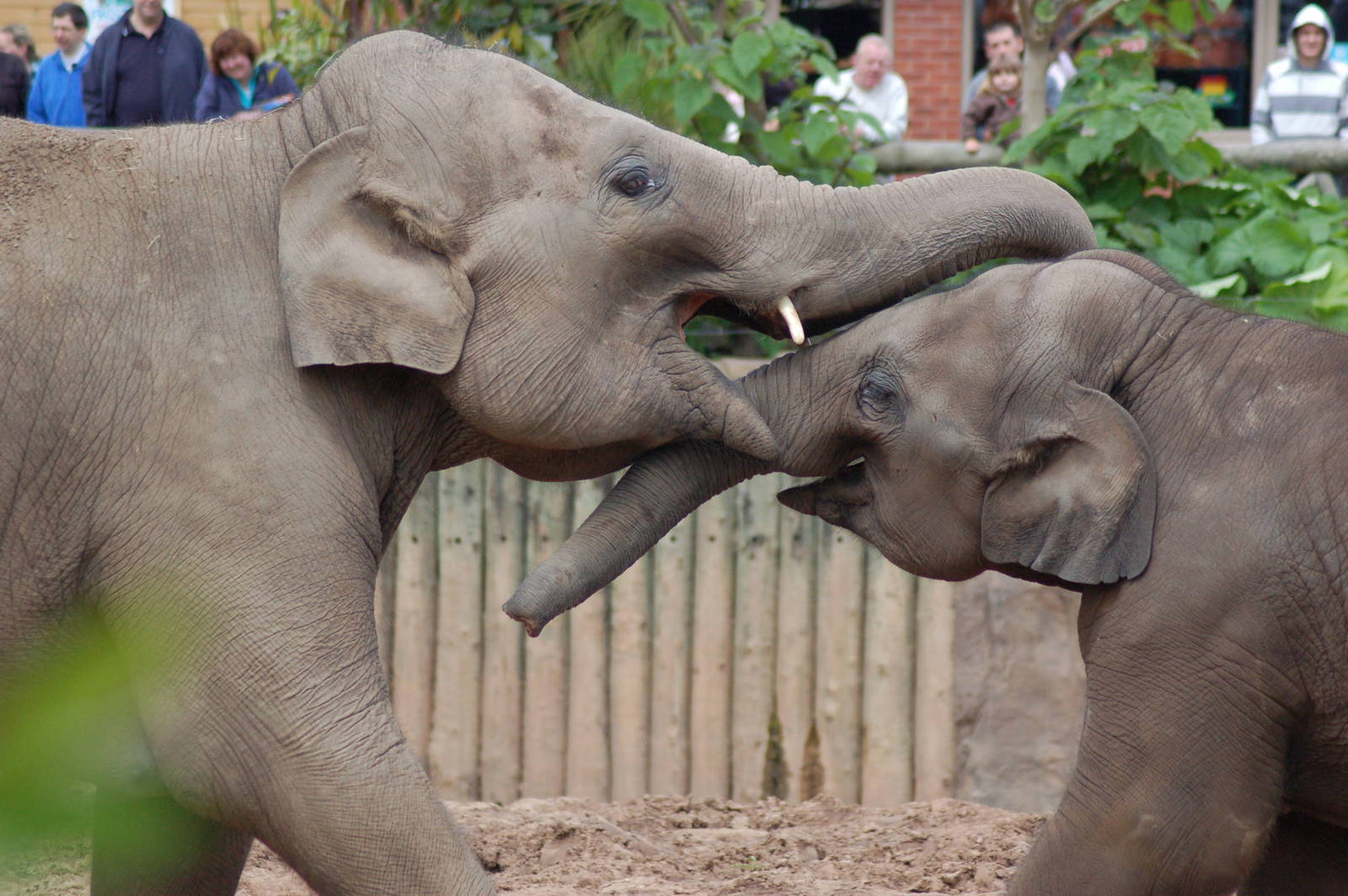 Elephants play fighting