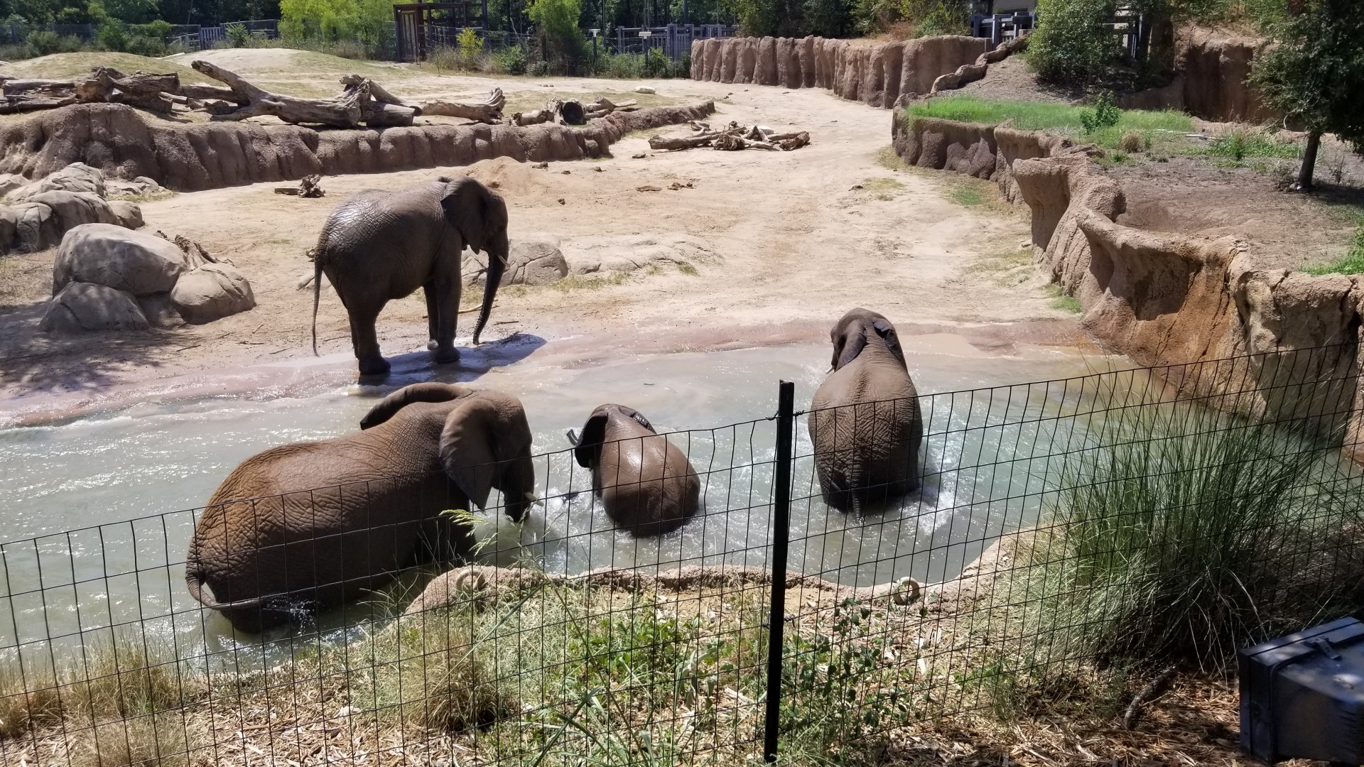 Elephants playing in water
