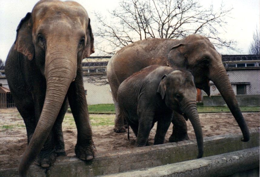 Elephants rotterdam