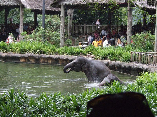 Elephants, Singapore Zoo