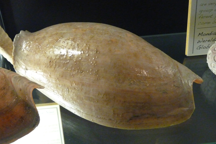 Elephant's snout volute (Cymbium glans)