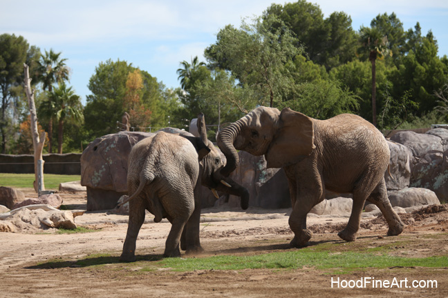 elephants sparring