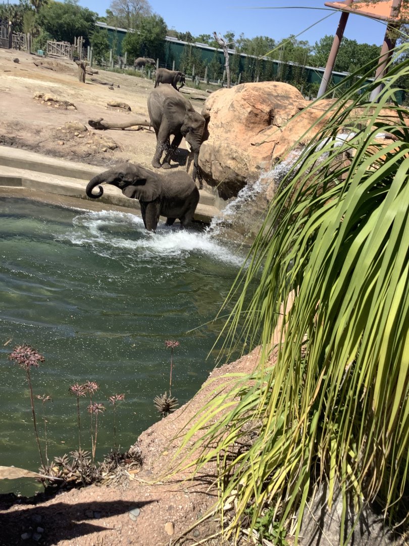 Elephants swimming 3/20/24