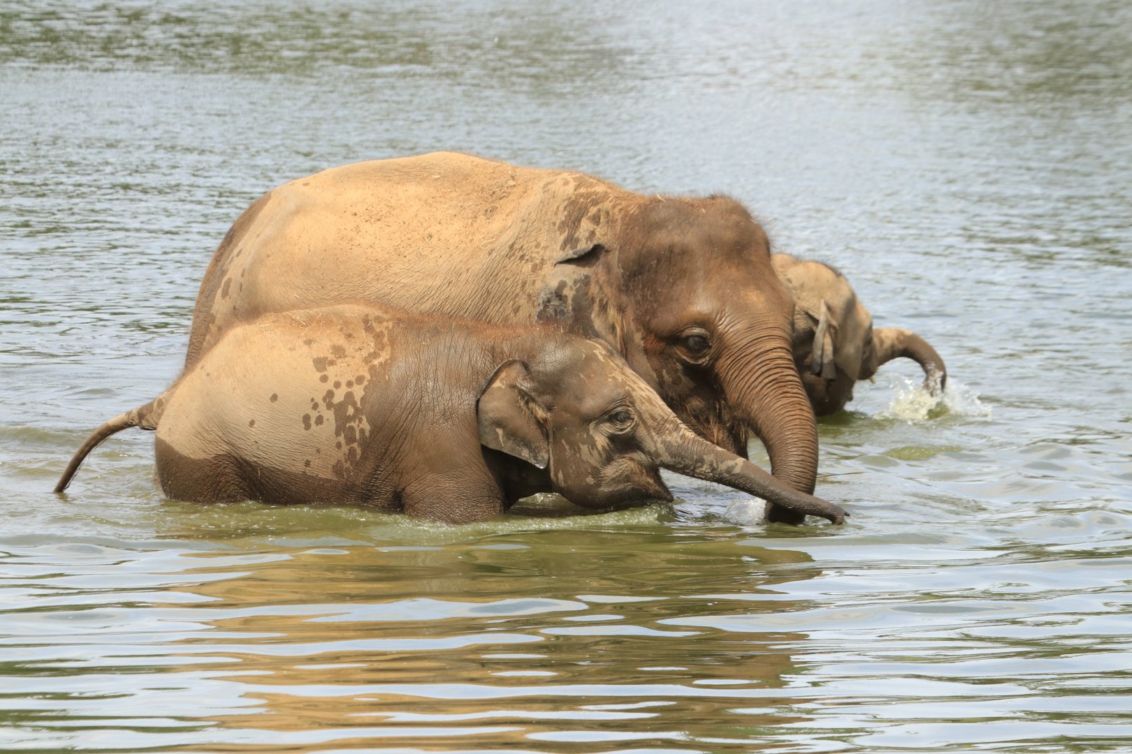 Elephants taking bath in the lake (July 2019)