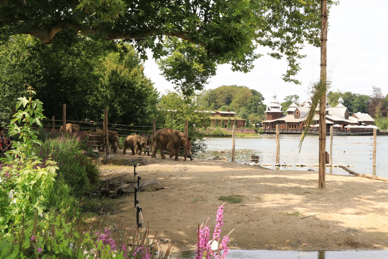 Elephants walking to the lake to take a bath (July 2019)