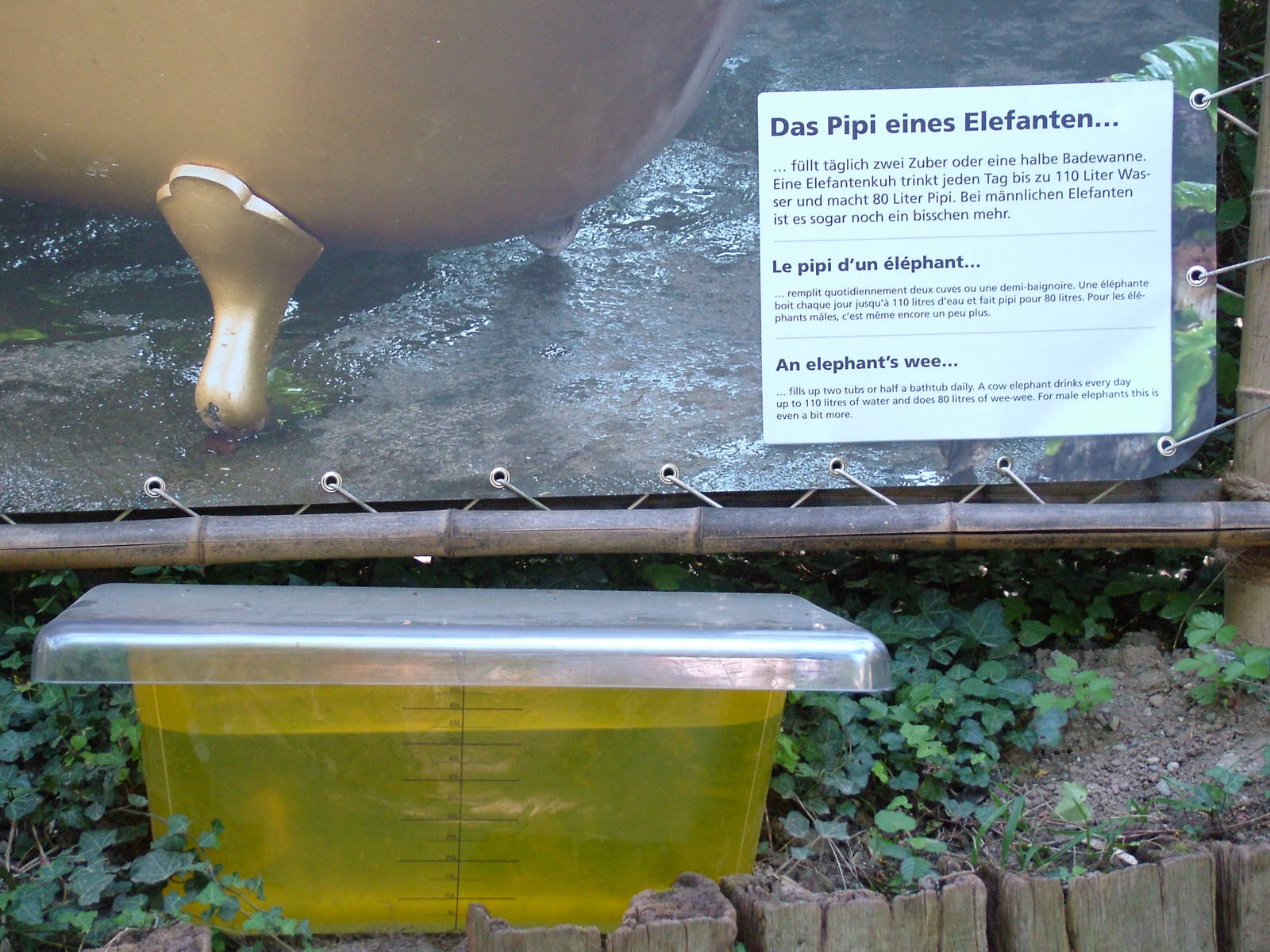 'Elephant's Wee' exhibit at Zurich 31/08/09