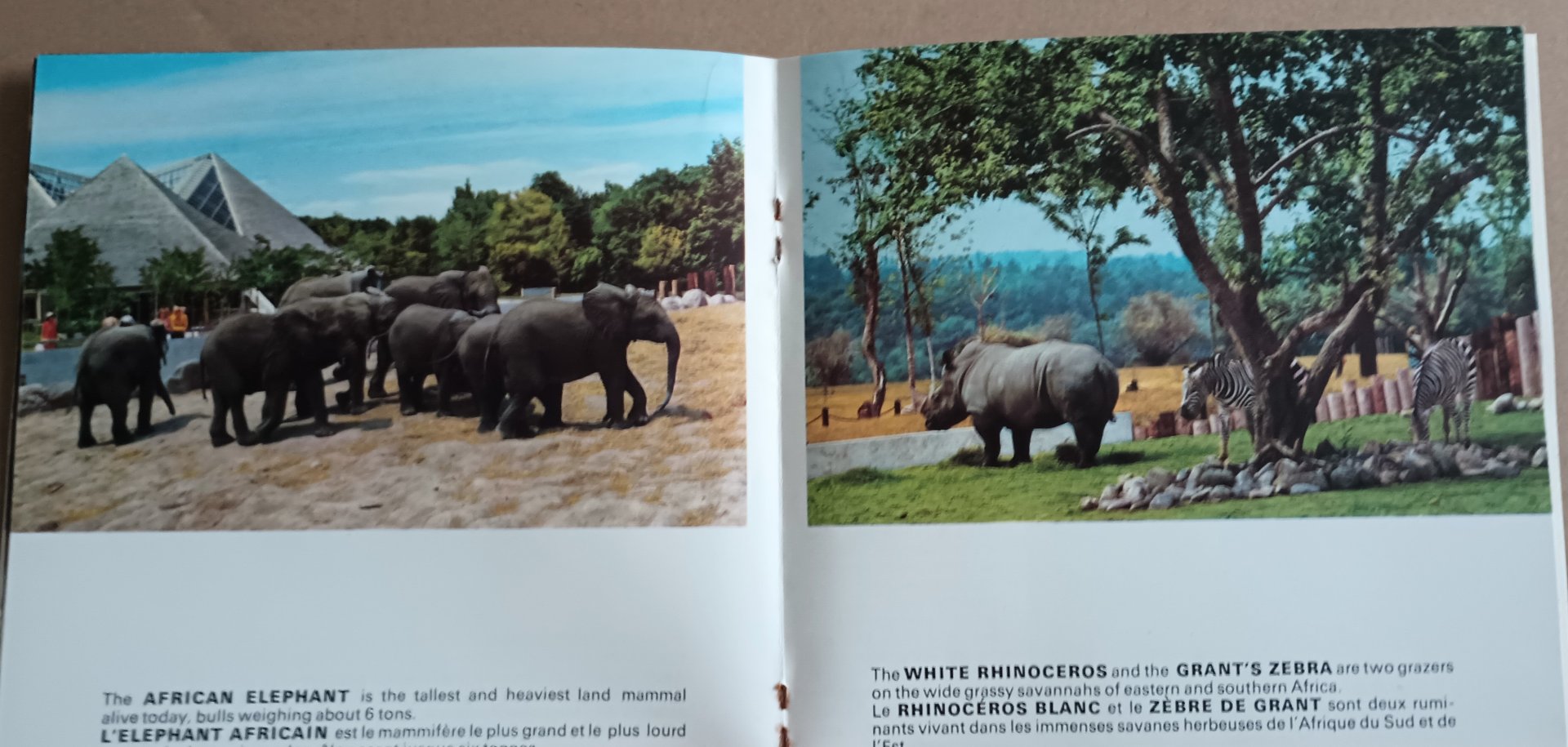 Elephants, White Rhinoceros and Grants Zebra