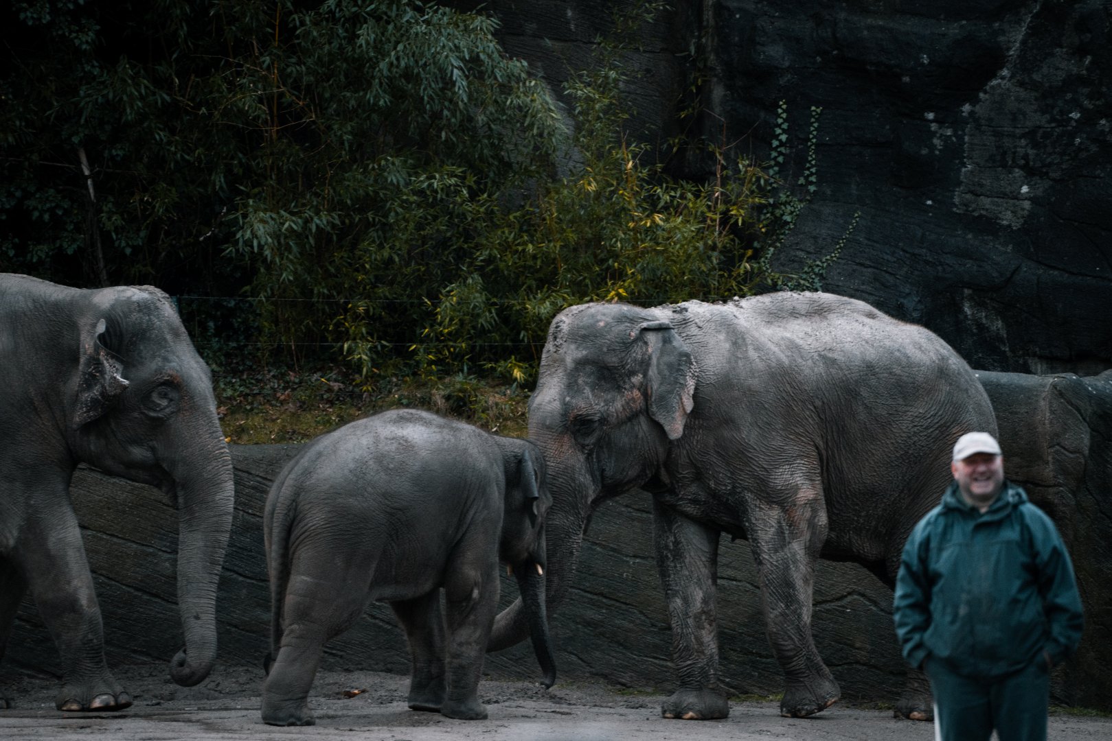 Elephants with zookeeper