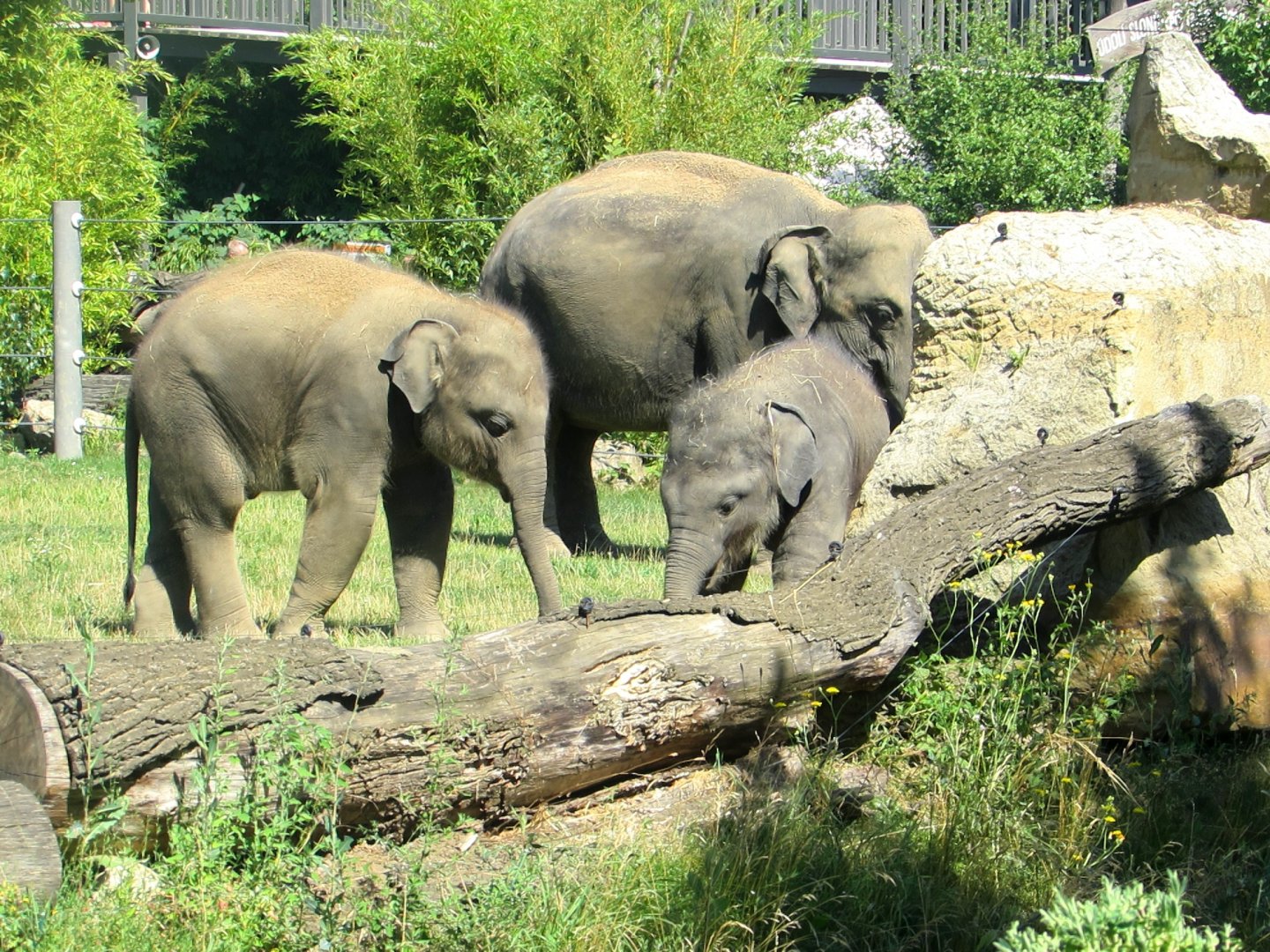 Elephants young cousins - July/2017
