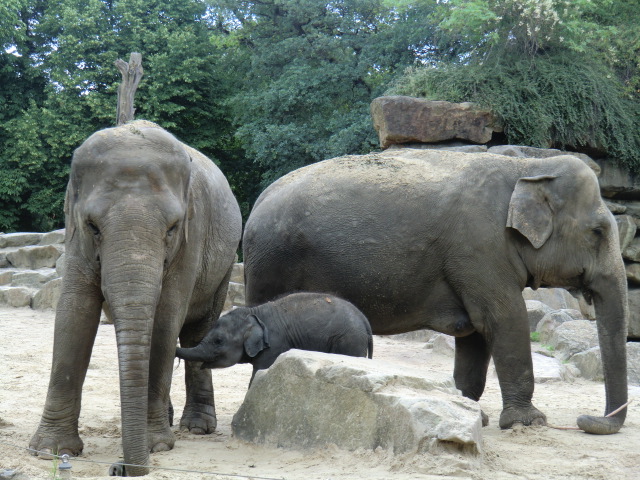 Elephants