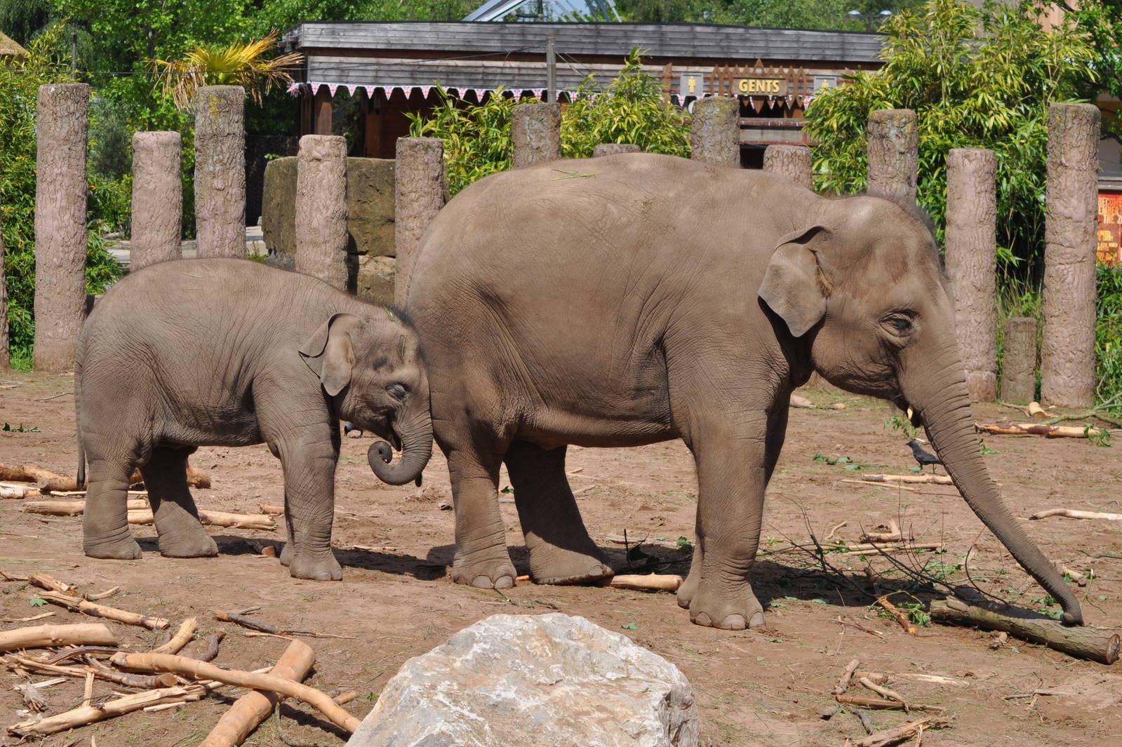 Elephants