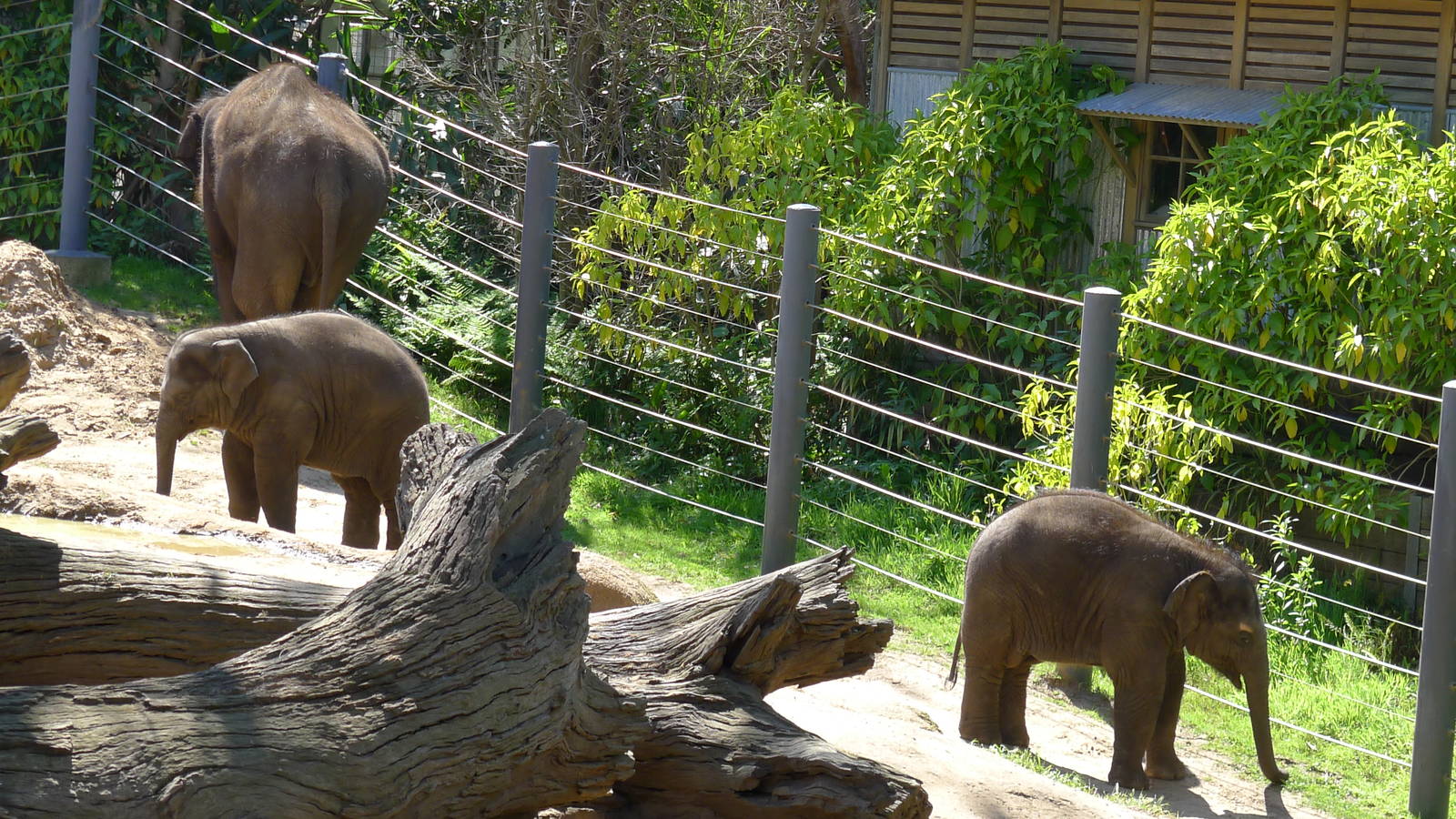 Elephants