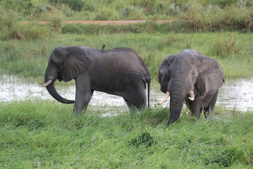 Elephants