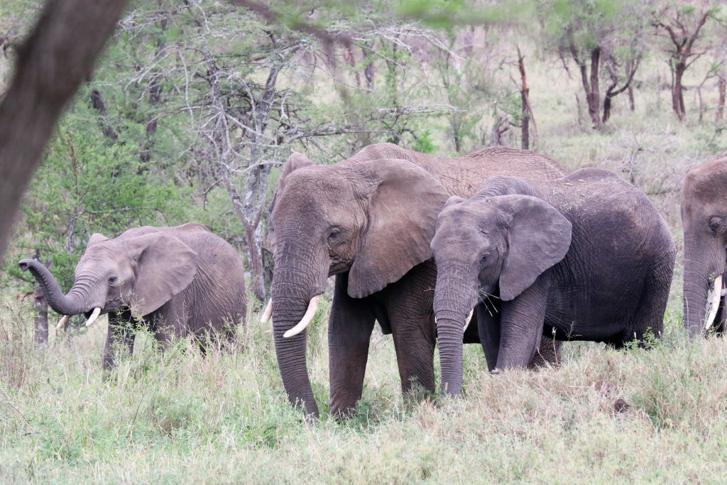 Elephants