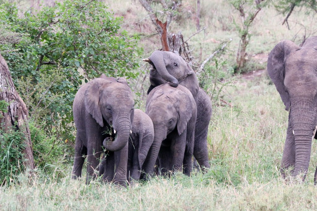Elephants