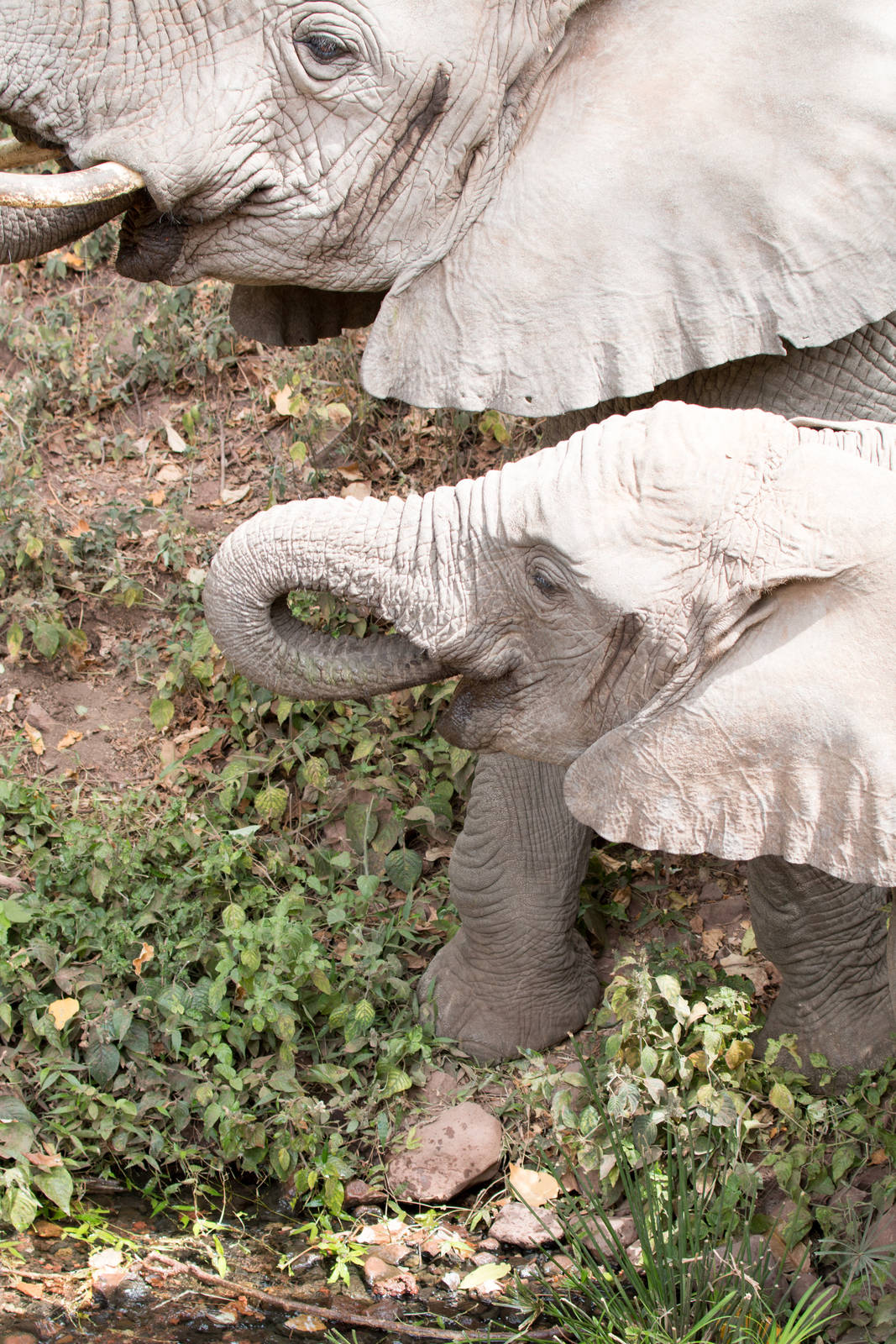 Elephants