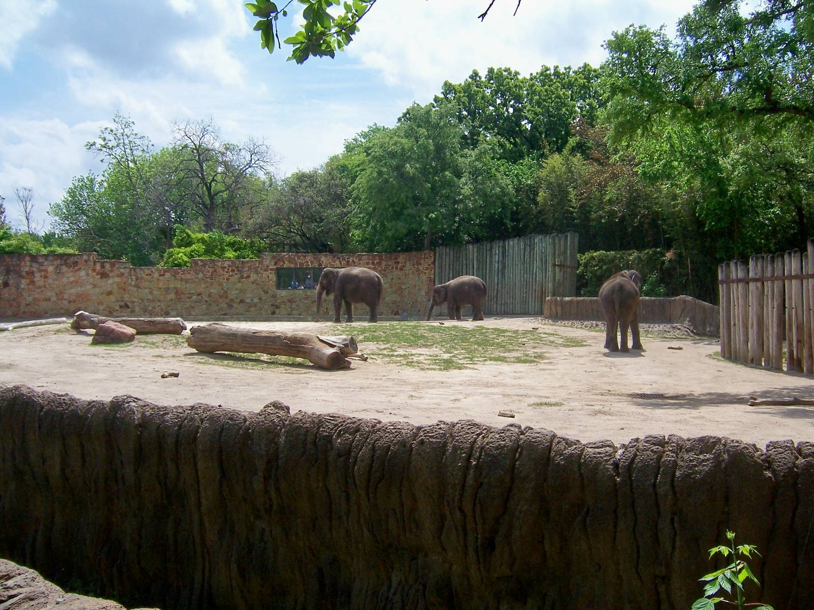 Elephants