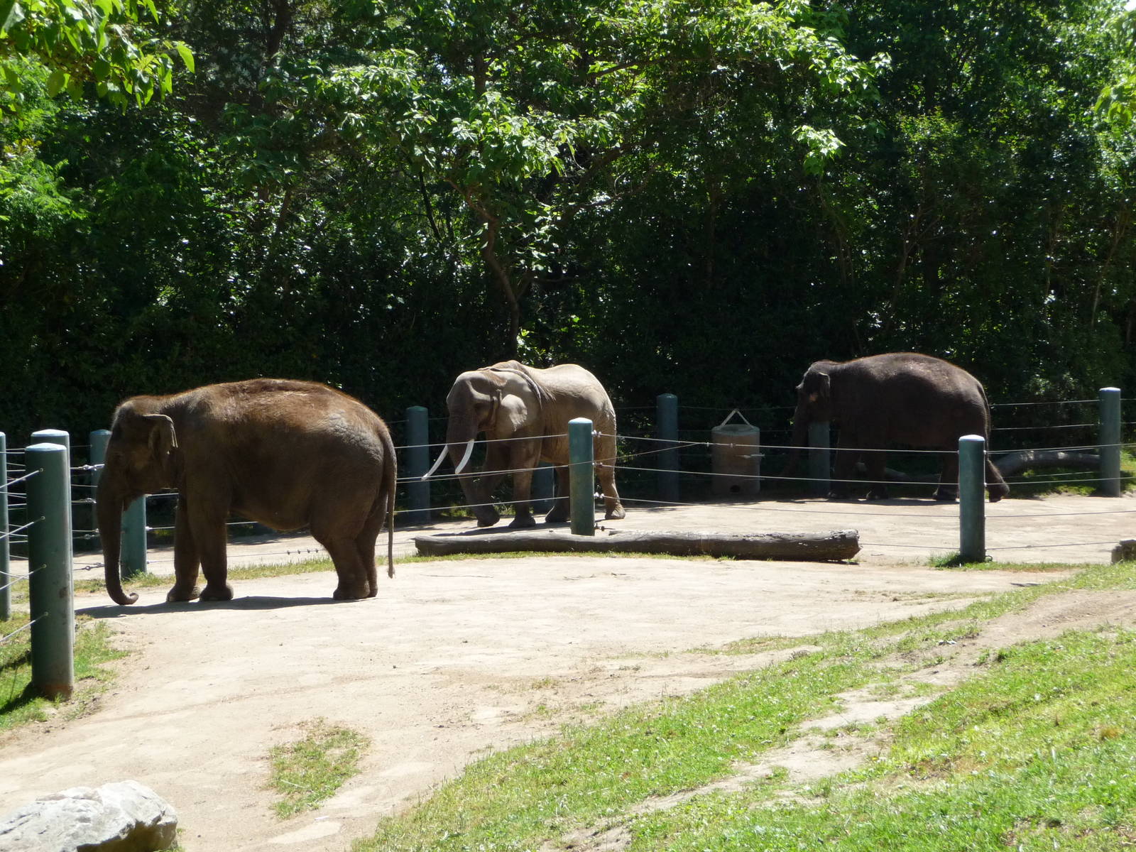 Elephants