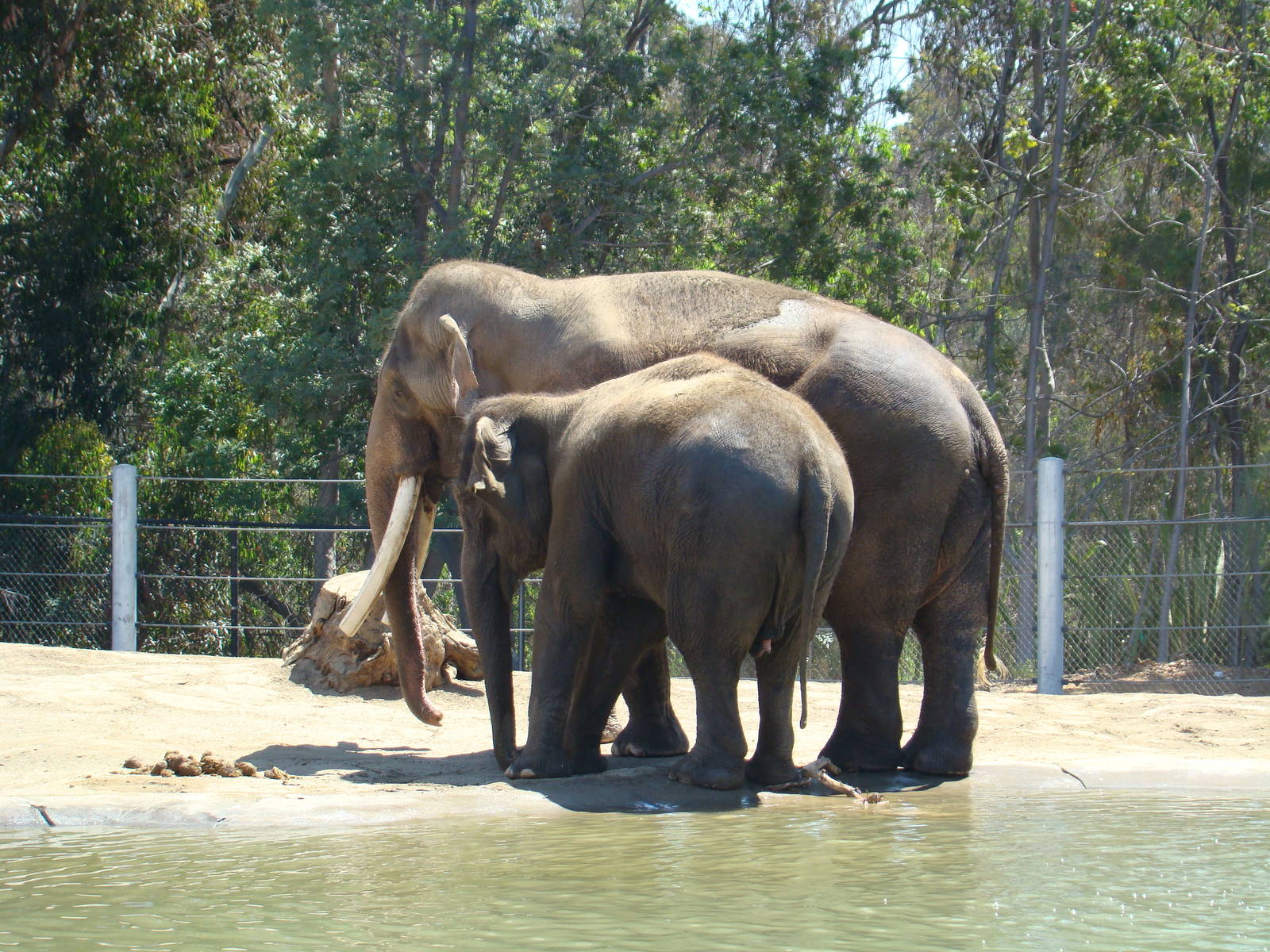 Elephants